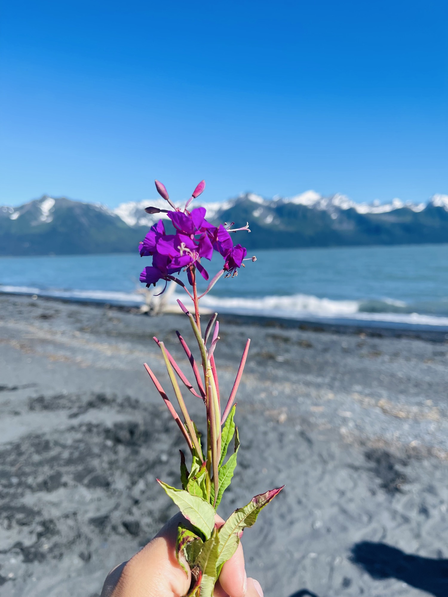Purple fireweed overlooking Cook Inlet and the Chugach Mountains
